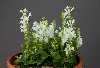 <em>Scutellaria parvifolia alba</em>